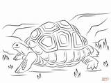 Tortoise Coloring Pages Giant Aldabra Cute Printable Galapagos Colouring Reptiles Color Supercoloring Kids Animals Print Drawing Hare Pdf Getdrawings Animal sketch template