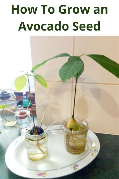 How To Grow An Avocado Seed Step By Step Guide