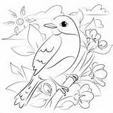 Bluebird Coloring Pages Birds sketch template