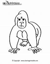 Gorilla Coloring Pages Animal Printable Cute Printables Popular Coloringprintables Coloringhome sketch template