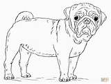 Pug Coloring Pages Dog Draw Drawing Cute Printable Pugs Baby Puppy Step Kids Print Drawings Dogs Mops Getdrawings Visit Tutorials sketch template