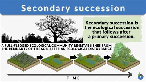 secondary succession definition  examples biology  dictionary