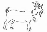 Cabras Pintar Animais Kid sketch template