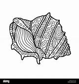 Zentangle Shell Sea Coloring Drawing Outline Illustration Decorative Stock Vector sketch template