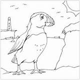 Puffin Designlooter sketch template