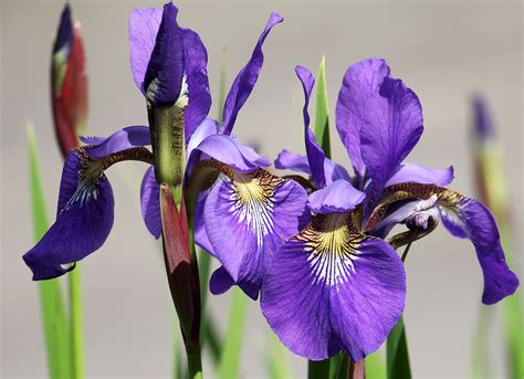 planter des iris blog jardin