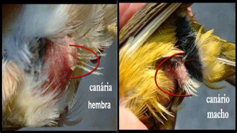Distinguishing Male Female Canary 🐦 Domestic Canary Birds