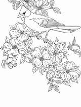 Coloring Cardinal Pages Dogwood Bird State Flower Printable Virginia Bluebonnet Cardinals Flowering Baseball Tennessee Drawing Color Birds Orioles Carolina Northern sketch template