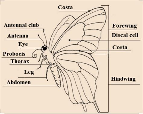 find  anatomy  adult butterfly