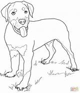 Rottweiler Coloring Puppy Pages Dog Printable Drawing Lab Cute Puppies Pinscher Miniature Print Kids Dogs Cartoon Supercoloring Color Retriever Golden sketch template