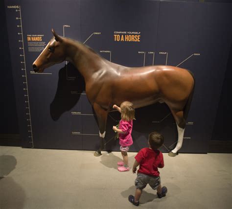 horse exhibit  utah museum includes focus  utes  salt lake tribune