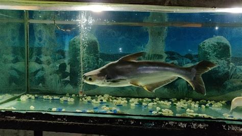 giant shark fish  fish tank youtube