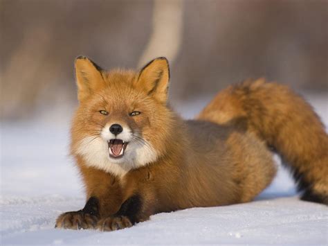 red fox  life  animals
