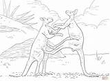 Coloring Fighting Kangaroos Pages Red Kangaroo Drawing Skip Main Categories sketch template
