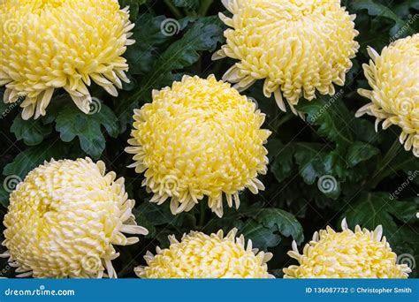 chrysanthemum stock photo image  flora bloom beauty