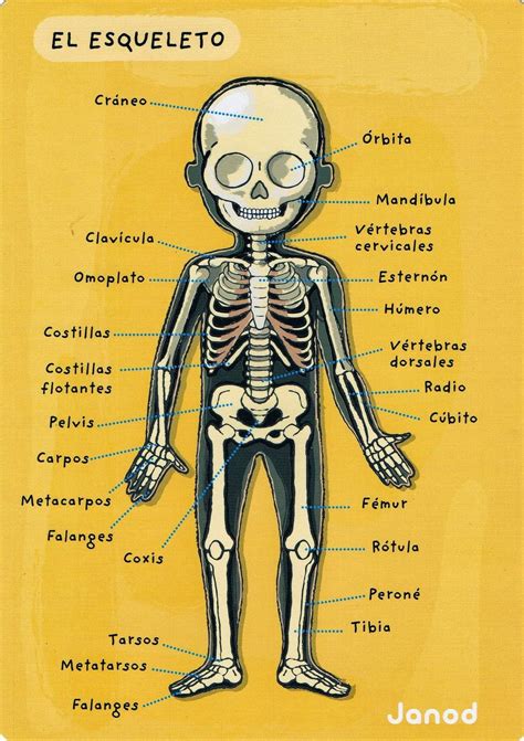 esqueleto spanish grammar spanish vocabulary spanish language