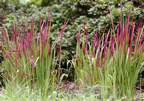 red baron japanese blood grass