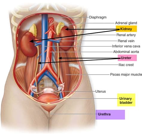 ureter anatomy function ectopic ureter ureter pain ureter cancer