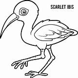 Ibis Scarlet écarlate Illustrations Vecteurs sketch template