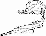 Disegni Pesce Razza Pesci Spada Kleurplaat Ray Manta Sawfish Dieren Torpedine Bambini sketch template