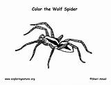 Spider Coloring Wolf Pages Colouring Printable Invertebrates Web Library Clipart Popular Exploringnature sketch template