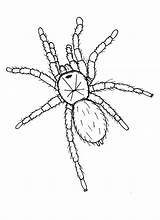 Tarantula Spider Zeichnung Spinne Hideous Spinnen Malvorlagen Tatuajes Insekten sketch template