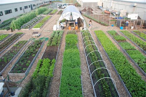 benefits  urban farming  definitive guide
