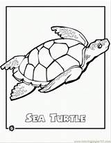 Coloring Turtle Printable Pages Sea Popular sketch template
