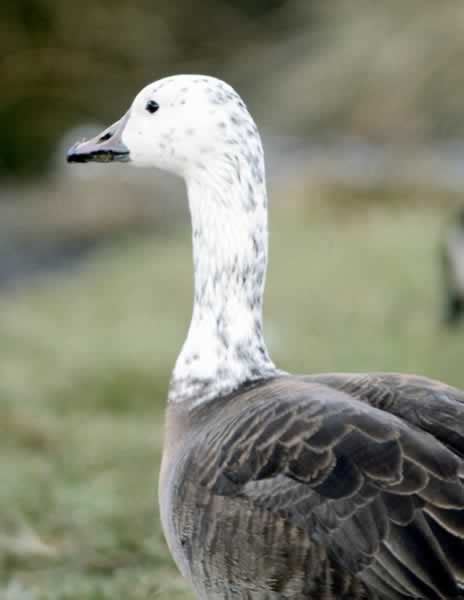 snow goose anser caerulescens wildlife journal junior
