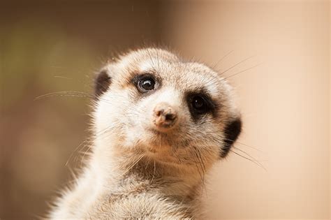 images meerkat head animal staring
