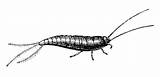 Silverfish Illustrations Clip Vector sketch template