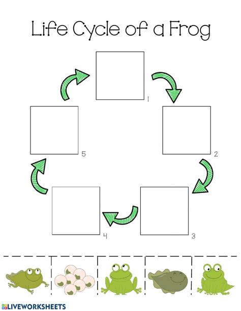 life cycle   frog worksheet  thekidsworksheet