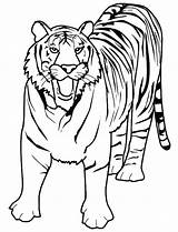 Tiger Coloring Realistic Pages Face Getcolorings sketch template