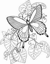 Mariposas Plantillasdedibujos sketch template