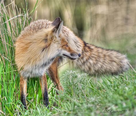 tail   fox photograph  cr courson