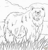 Grizzly Beaver sketch template