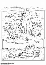 Prairie Coloring Dog Pages Prairy Sheet Animal sketch template