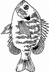 Bluegill Fish Coloring Pages Clipart Stencil Bass Drawings Cliparts Walleye Quilt Library Patterns Pyrography Wood Burning Tattoo Seed Pumpkin Choose sketch template