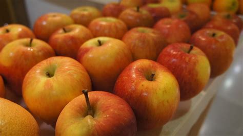 menanam buah apel  menjadi jurangan apel  guru