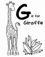 Giraffe Coloring Pages Letter Zoo Animal Alphabet Gorilla Printable Animals Preschool Letters Pre Moms Being Crafts Kids Flash Card 4x6 sketch template