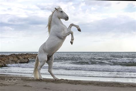 rearing  white horse rearing    beach camargue france