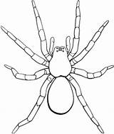 Tarantula Insect Widow Designlooter Zeichnen Spinnen sketch template