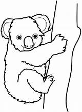 Koala Coloring Bear Pages Drawing Clipart Line Australia Australian Koalas Outline Color Clip Printable Cliparts Bears Kola Clipartbest Care Clipartmag sketch template