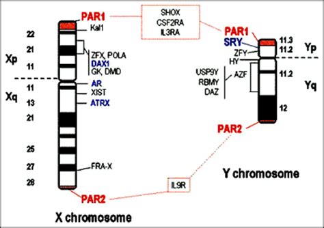 fig3 x and y chromosome genes endotext