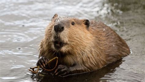 Beaver Facts 20 Interesting Facts About Beavers