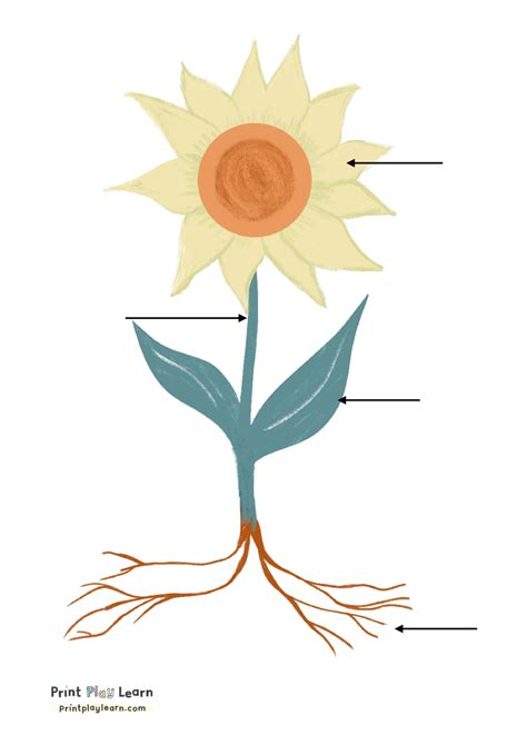 parts   sunflower posters write   labels printable teaching