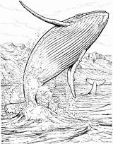 Whale Coloring Pages Jumping Water Drawing Printable Blue Whales Fish Line Marine Sperm Killer Humpback Kids Colouring Animals Animal Apologia sketch template