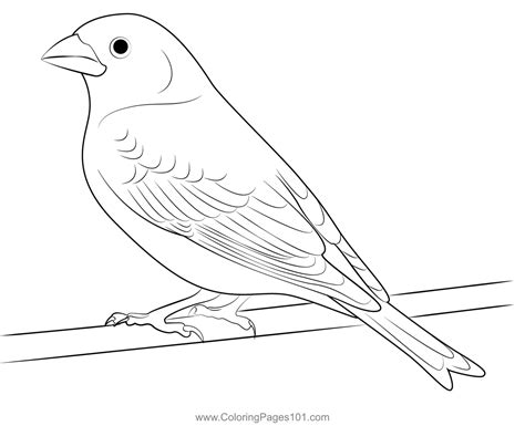 wild delight finch coloring page  kids  finches printable