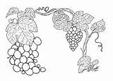 Vine Coloring Designlooter Colouring Pages sketch template