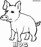 Hog Coloring Pages Colorings sketch template